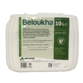 BELOUKHA